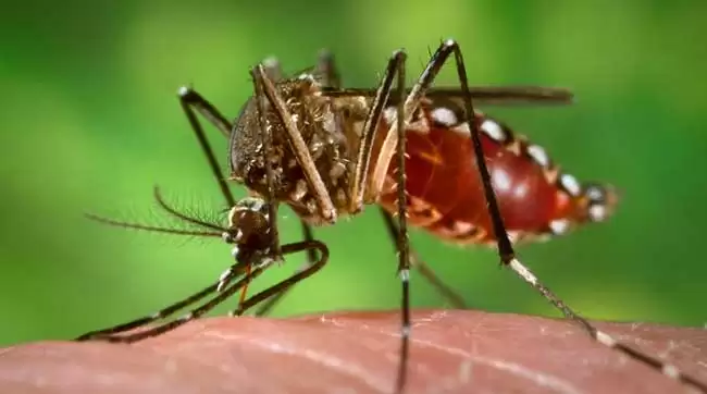 तीसरी लहर के डर के बीच डेंगू का खतरा, अलर्ट पर स्वास्थ्य विभाग