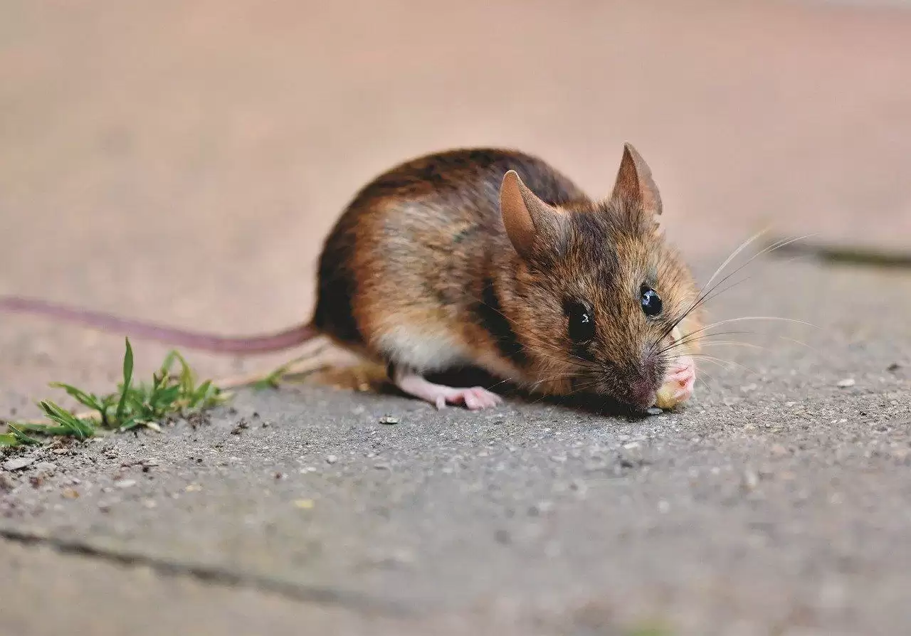 लॉकडाउन के कारण बंद पड़ी दुकानों में चूहों का आतंक, किया करोड़ों का नुकसान